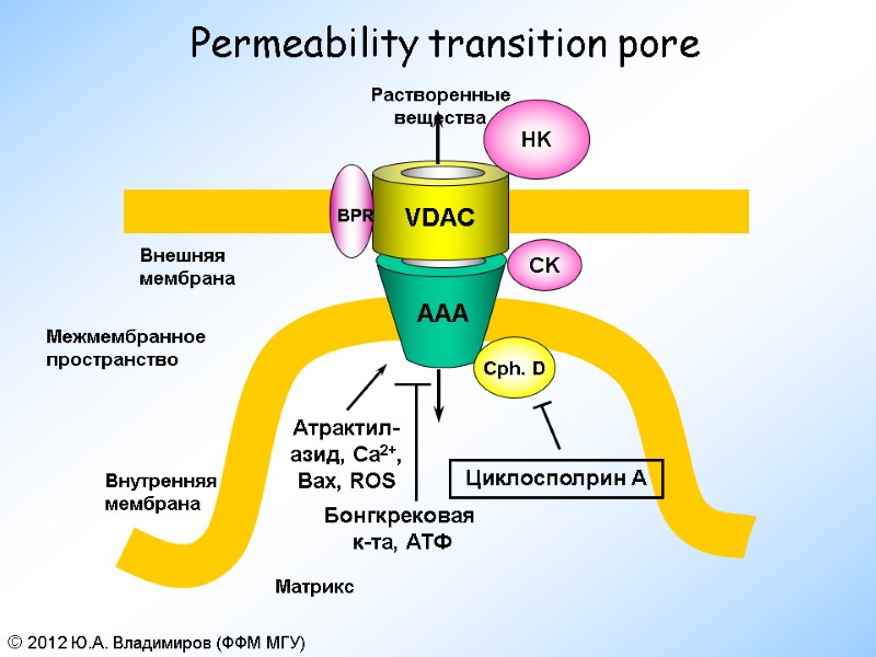 Permeability transition pore Cph. D Межмембранное пространство Внутренняя мембрана Внешняя мембрана Матрикс